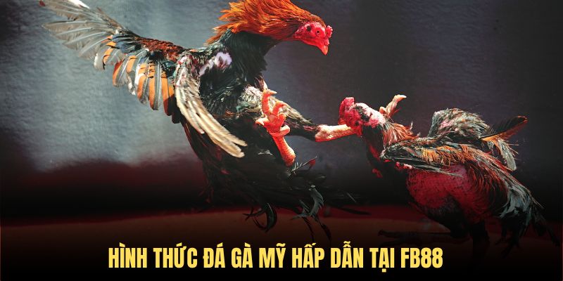 Những loại hình cá cược chọi kê fb88 hấp dẫn