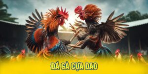 Đá Gà Cựa Dao